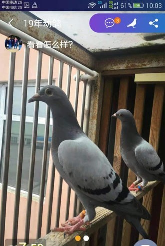 信鸽截图4