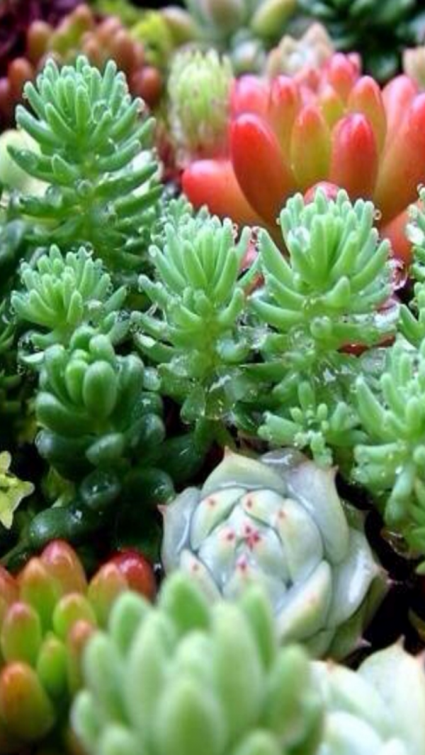 肉肉植物截图1