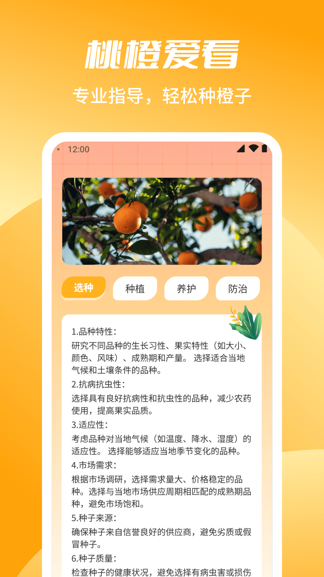 桃橙爱看