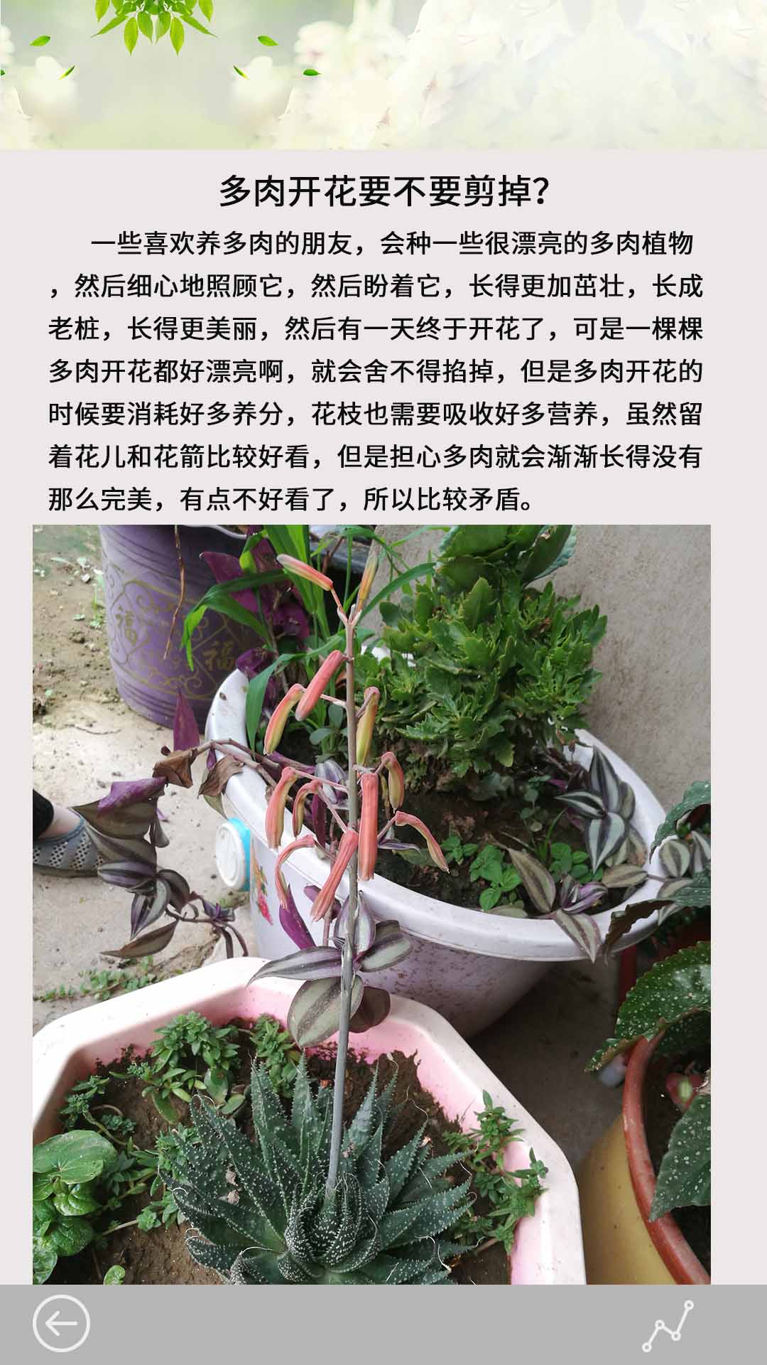 多肉花草日记截图4