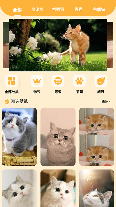 喵的工具箱