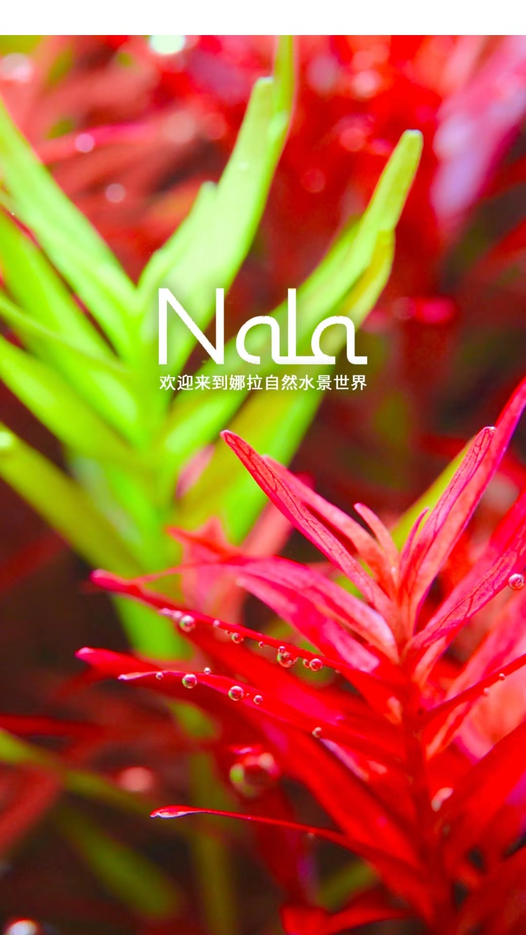 娜拉截图1