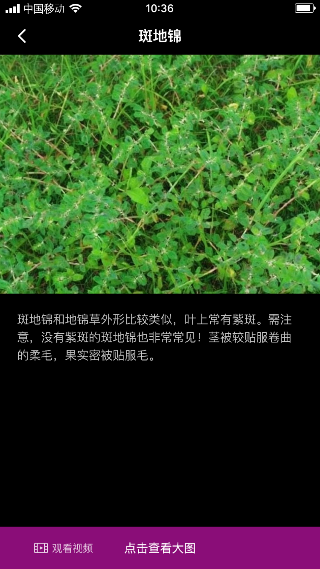 地锦花草
