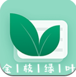 金枝绿叶