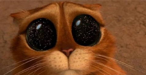 超可爱萌猫截图3