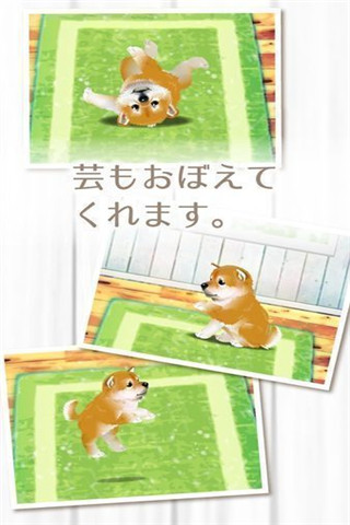 治愈系柴犬育成下载_治愈系柴犬育成手游版下载-3
