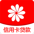 金菊花