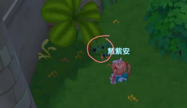 摩尔庄园黑包浆果怎么得 摩尔庄园黑包浆果怎么得