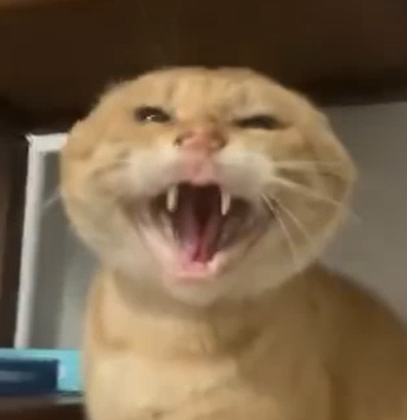 圆哈镇竞技场